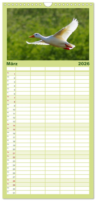 Duck Power (CALVENDO Familienplaner 2026)
