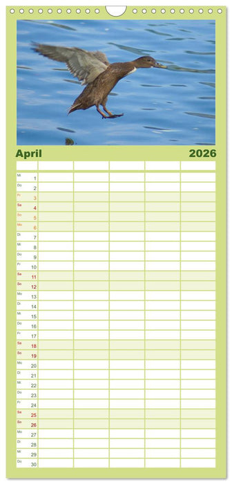 Duck Power (CALVENDO Familienplaner 2026)