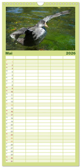 Duck Power (CALVENDO Familienplaner 2026)