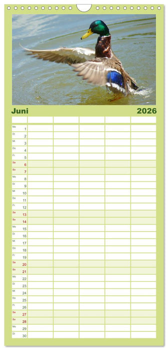 Duck Power (CALVENDO Familienplaner 2026)