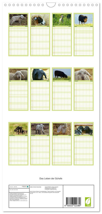 Das Leben der Schafe (CALVENDO Familienplaner 2026)