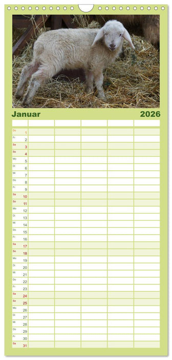 Das Leben der Schafe (CALVENDO Familienplaner 2026)