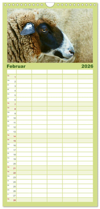 Das Leben der Schafe (CALVENDO Familienplaner 2026)