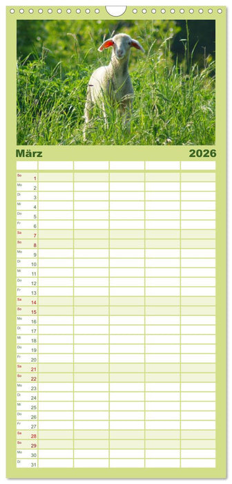 Das Leben der Schafe (CALVENDO Familienplaner 2026)