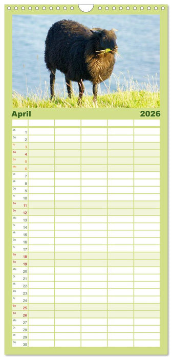 Das Leben der Schafe (CALVENDO Familienplaner 2026)