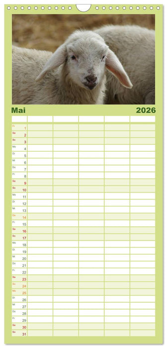 Das Leben der Schafe (CALVENDO Familienplaner 2026)