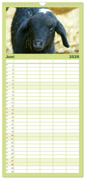 Das Leben der Schafe (CALVENDO Familienplaner 2026)