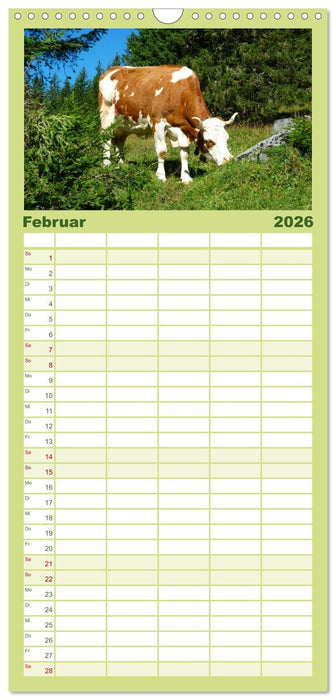 Die Welt der Kühe (CALVENDO Familienplaner 2026)