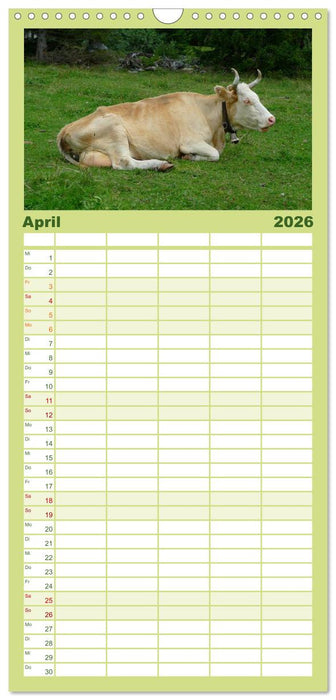Die Welt der Kühe (CALVENDO Familienplaner 2026)