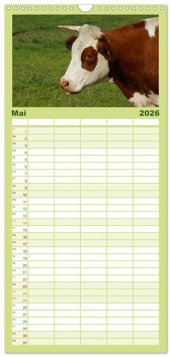Die Welt der Kühe (CALVENDO Familienplaner 2026)