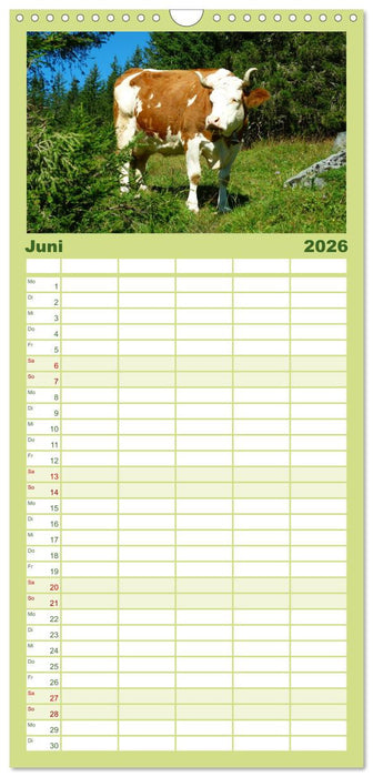 Die Welt der Kühe (CALVENDO Familienplaner 2026)