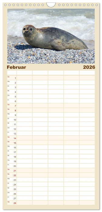 Das Leben der Robben (CALVENDO Familienplaner 2026)