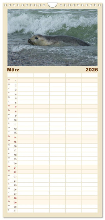 Das Leben der Robben (CALVENDO Familienplaner 2026)