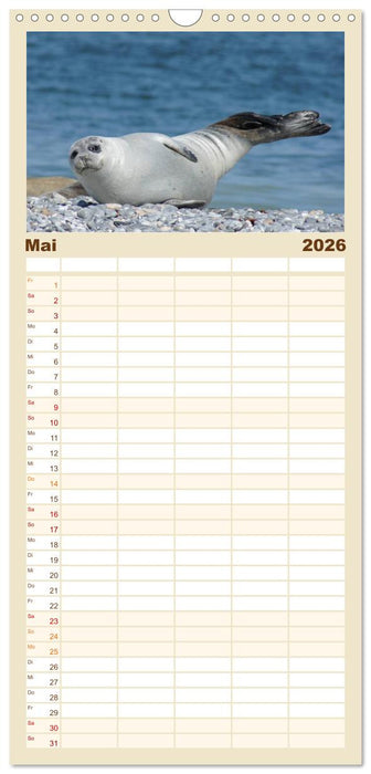 Das Leben der Robben (CALVENDO Familienplaner 2026)