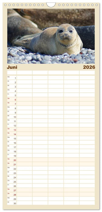 Das Leben der Robben (CALVENDO Familienplaner 2026)