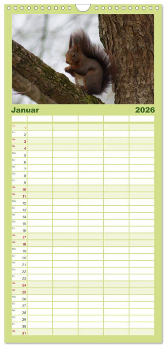 Das heimliche Leben der Eichhörnchen (CALVENDO Familienplaner 2026)