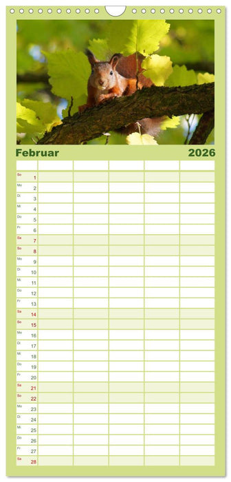 Das heimliche Leben der Eichhörnchen (CALVENDO Familienplaner 2026)