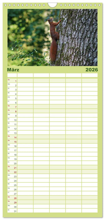 Das heimliche Leben der Eichhörnchen (CALVENDO Familienplaner 2026)