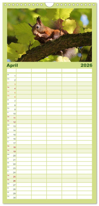 Das heimliche Leben der Eichhörnchen (CALVENDO Familienplaner 2026)
