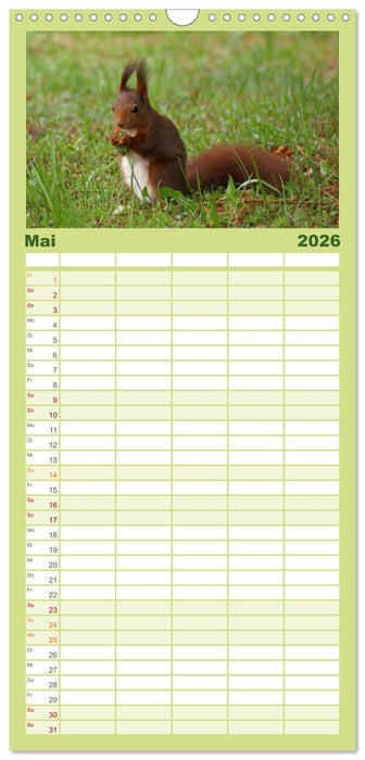 Das heimliche Leben der Eichhörnchen (CALVENDO Familienplaner 2026)