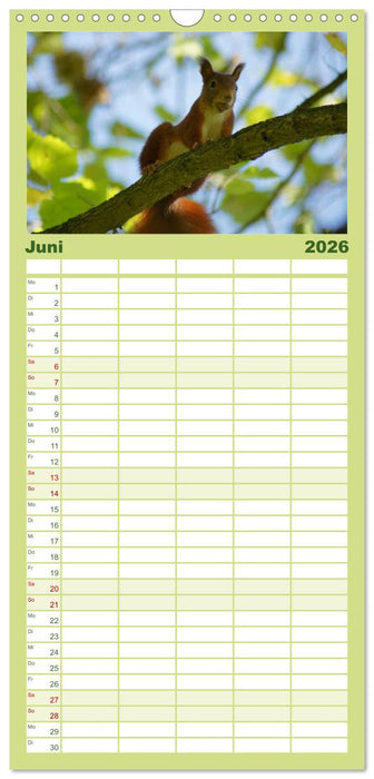 Das heimliche Leben der Eichhörnchen (CALVENDO Familienplaner 2026)
