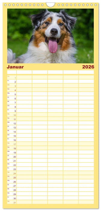Bekannt wie ein bunter Hund. Australian Shepherd (CALVENDO Familienplaner 2026)