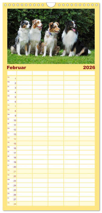 Bekannt wie ein bunter Hund. Australian Shepherd (CALVENDO Familienplaner 2026)