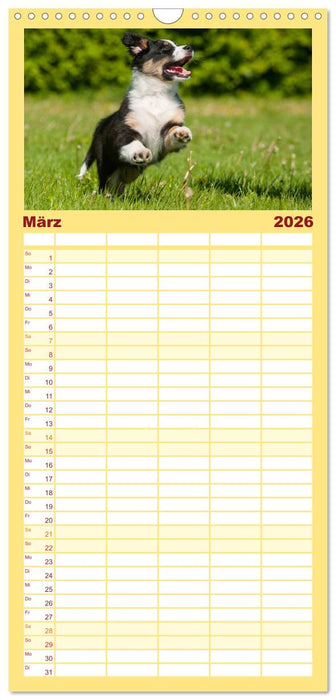 Bekannt wie ein bunter Hund. Australian Shepherd (CALVENDO Familienplaner 2026)