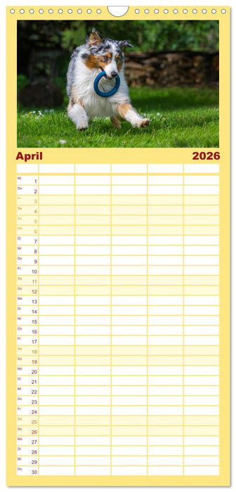 Bekannt wie ein bunter Hund. Australian Shepherd (CALVENDO Familienplaner 2026)