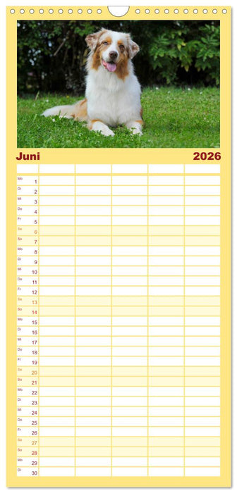 Bekannt wie ein bunter Hund. Australian Shepherd (CALVENDO Familienplaner 2026)