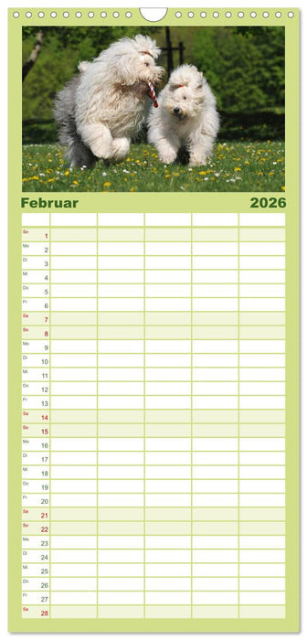 Traumhund Bobtail (CALVENDO Familienplaner 2026)