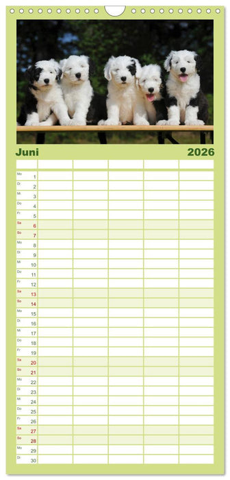 Traumhund Bobtail (CALVENDO Familienplaner 2026)