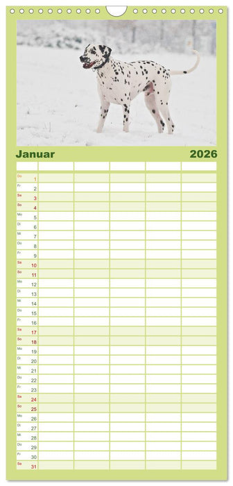 Auf den Punkt - Dalmatiner (CALVENDO Familienplaner 2026)