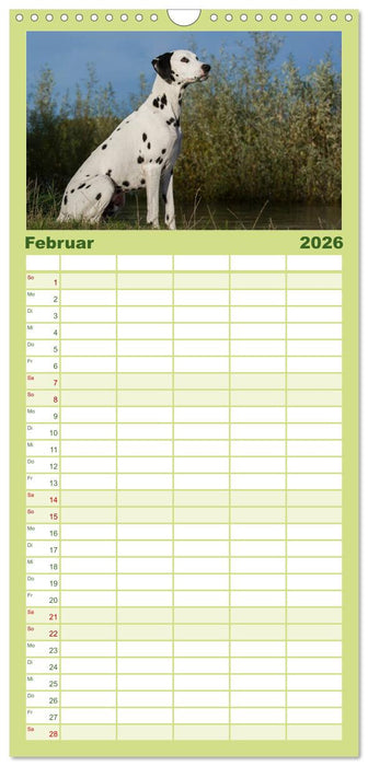 Auf den Punkt - Dalmatiner (CALVENDO Familienplaner 2026)