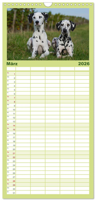 Auf den Punkt - Dalmatiner (CALVENDO Familienplaner 2026)