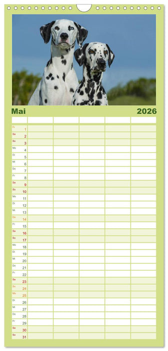 Auf den Punkt - Dalmatiner (CALVENDO Familienplaner 2026)