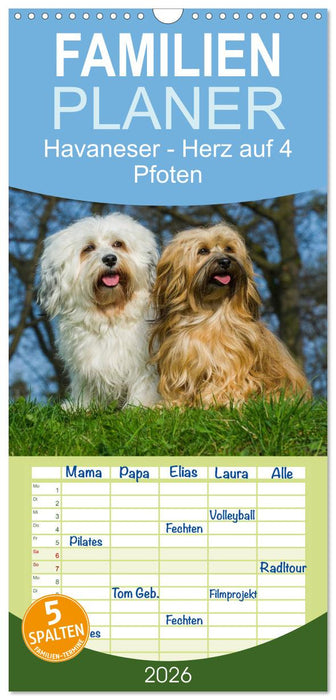 Havaneser - Herz auf 4 Pfoten (CALVENDO Familienplaner 2026)