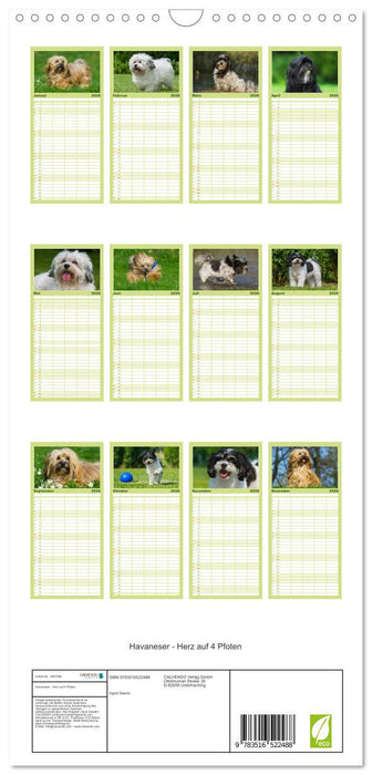 Havaneser - Herz auf 4 Pfoten (CALVENDO Familienplaner 2026)