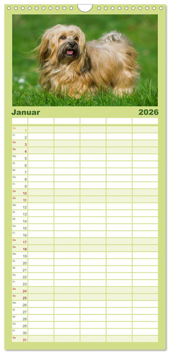 Havaneser - Herz auf 4 Pfoten (CALVENDO Familienplaner 2026)