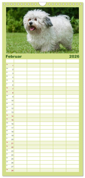 Havaneser - Herz auf 4 Pfoten (CALVENDO Familienplaner 2026)
