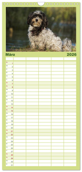 Havaneser - Herz auf 4 Pfoten (CALVENDO Familienplaner 2026)