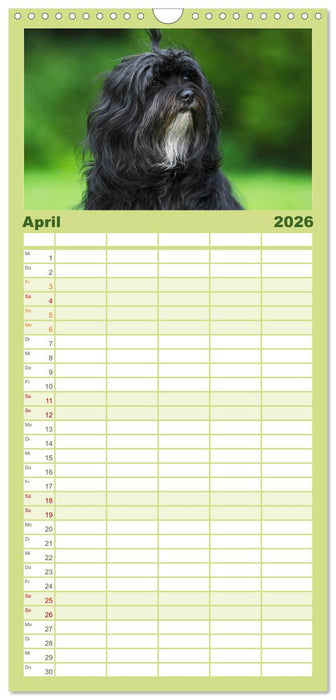 Havaneser - Herz auf 4 Pfoten (CALVENDO Familienplaner 2026)
