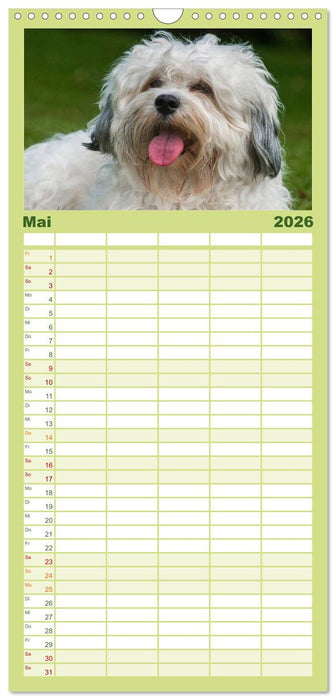 Havaneser - Herz auf 4 Pfoten (CALVENDO Familienplaner 2026)
