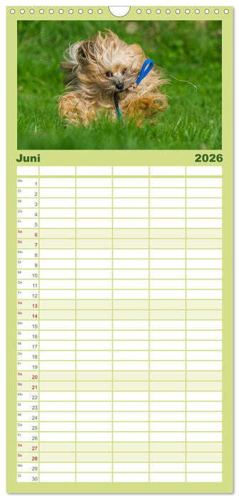 Havaneser - Herz auf 4 Pfoten (CALVENDO Familienplaner 2026)