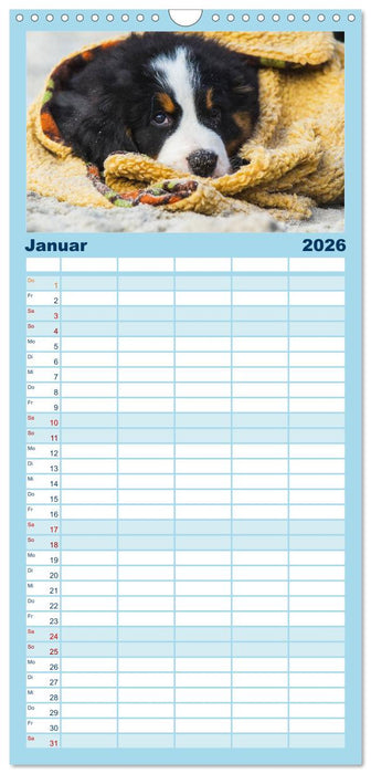 Seebärchen entdecken die Welt - Berner Sennenhunde (CALVENDO Familienplaner 2026)