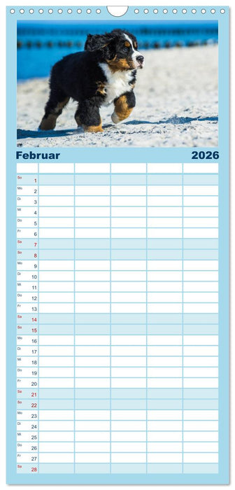 Seebärchen entdecken die Welt - Berner Sennenhunde (CALVENDO Familienplaner 2026)