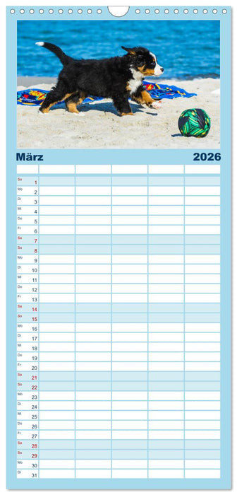 Seebärchen entdecken die Welt - Berner Sennenhunde (CALVENDO Familienplaner 2026)