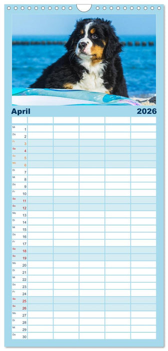 Seebärchen entdecken die Welt - Berner Sennenhunde (CALVENDO Familienplaner 2026)