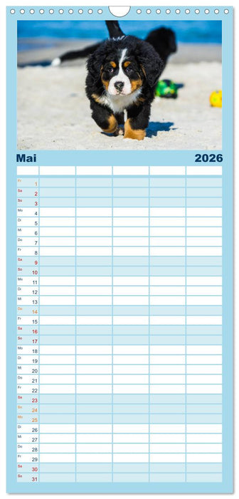 Seebärchen entdecken die Welt - Berner Sennenhunde (CALVENDO Familienplaner 2026)