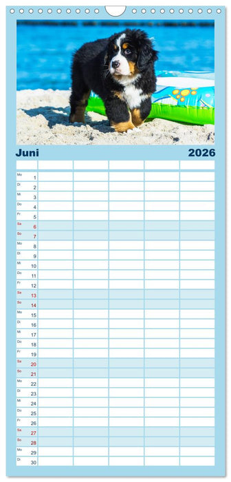 Seebärchen entdecken die Welt - Berner Sennenhunde (CALVENDO Familienplaner 2026)